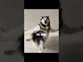 Me With Husky Shortsfeed Trending Husky Dog Vlogbysneha Ytshorts Reels