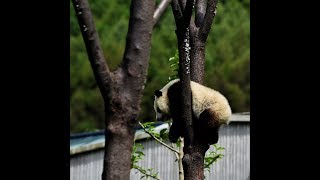 preview picture of video 'Chengdu - Wolong - Panda Country'