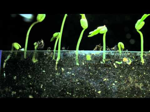 Mung Beans sprouting and root growth 6 day timelapse V11664