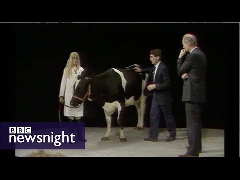 Newsnight archives (1990) - Dolly the cow on set
