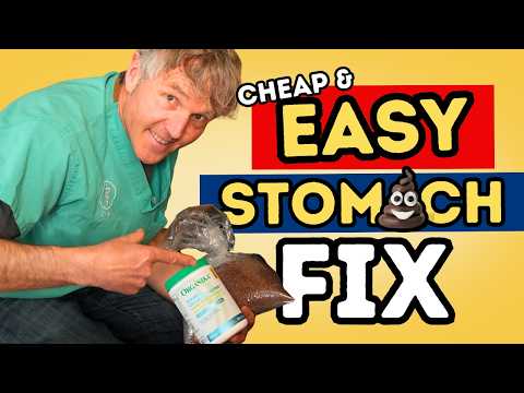 Dog & Cat Stomach Problems? 5 Easy Natural Remedies That Work