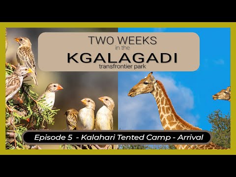 Two Weeks in the KGALAGADI - Episode 5 - Kalahari Tented Camp Part 1 - Arrival