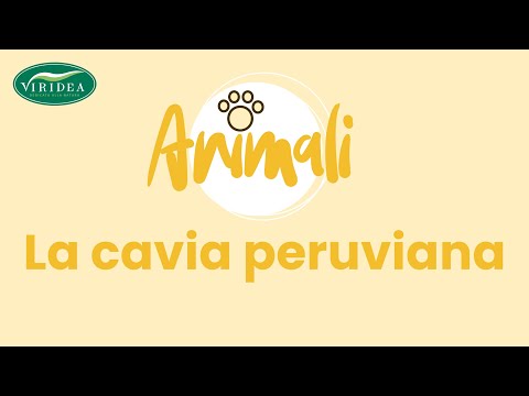 Olio di capelli di DSM Fare una maschera per capelli di pane nero