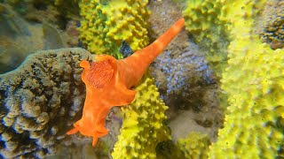 Diving Cleaverville Western Australia