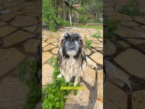 ELE NÃO GOSTA DO CACHORRO #shorts