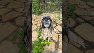 ELE NÃO GOSTA DO CACHORRO #shorts