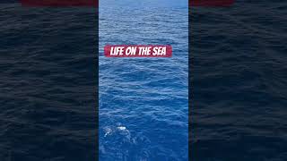 Life on the sea #trending #travel #cruiseship #shorts