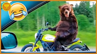 ANIMAIS ENGRAADOS Pt. 5 |  Os animais mais engraados da internet