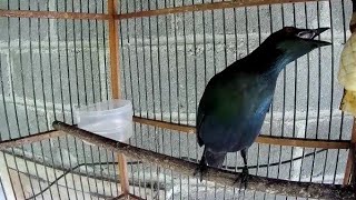 Download lagu Bikin Cucak Keling Bakalan Langsung Bunyi || Pancing Dengan Suata Cucak Keling Gacor Teler Ini mp3