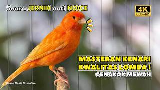 Download lagu Kenari GACOR NGEREK‼️ Masteran Kenari PAUD dan Pancingan Kenari MACET BUNYI mp3
