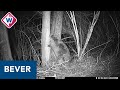 Bever in Zoetermeer gespot op wildcamera - OMROEP WEST