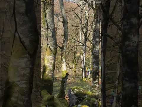 Thumbnail for Aralarretik Baraibarera