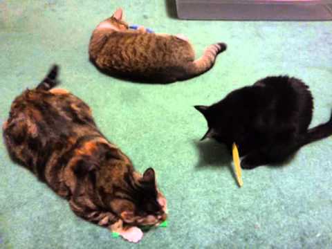 Rammie nora skylar playing with cat nip