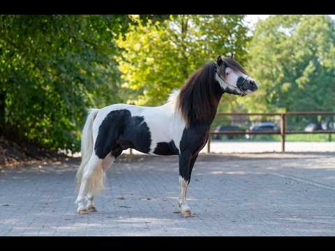 Moonlight Blue vd KPL Mini Horse Ranch (HYPER OF THE FAIRY TALE RANCH x PRESCO) - Video 2 video thumbnail