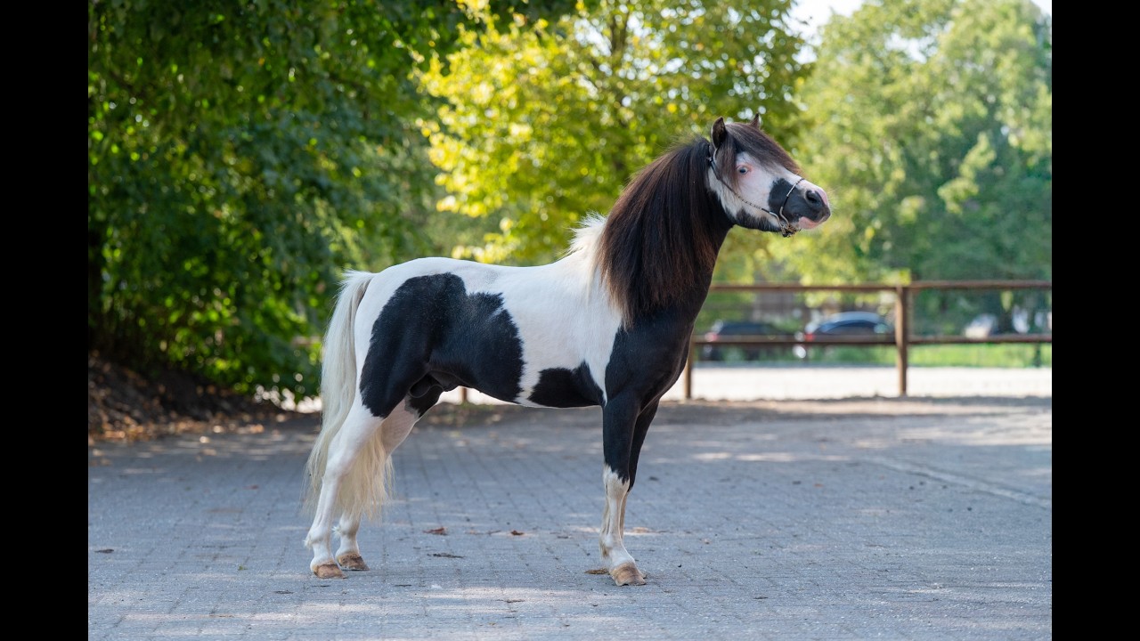 Moonlight Blue vd KPL Mini Horse Ranch (HYPER OF THE FAIRY TALE RANCH x PRESCO) video 1