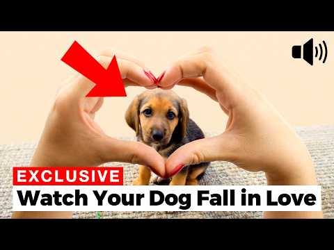 Play These 10 Sounds &amp; Watch Your Dog Fall in Love 🐶