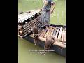 Sensasi Berbeda Nelayan Berburu Ikan Dengan Otter Shortvideo Berburu Nelayan