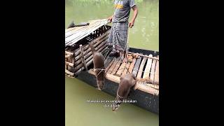 Download lagu Sensasi Berbeda: Nelayan Berburu Ikan dengan Otter #shortvideo #berburu #nelayan mp3