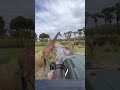 Wildest Experience At Disney Behind The Scenes Safari Tour At Animal Kingdom