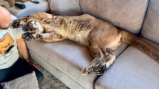 Пума Месси счастлив снова оказаться дома! Ранимая душа нашего котика..