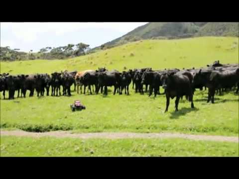 Having fun with RC cars and cows.
