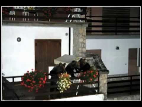 ONDA TG 26.07.2012 - ORSA GEMMA