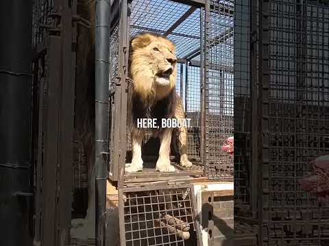 Big cat #lion #zoo #wildlife #tiger #animal #fun #motivation #funnyandhbhakt #animals #funnycomedy