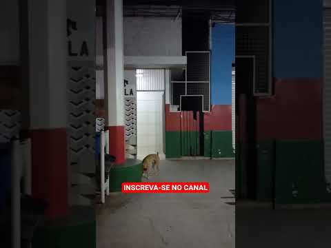 RODOVIÁRIA DE FLÓRIDA PAULISTA 🚌 SÃO APENAS 3 PLATAFORMAS #rodoviaria #floridapaulista #onibus