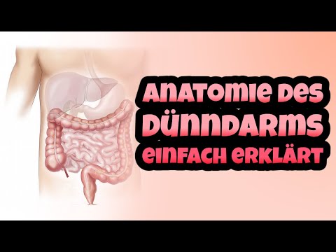 Makroskopie des Dünndarms einfach erklärt - Anatomie des Intestinum tenue zusammengefasst ( Aufbau )