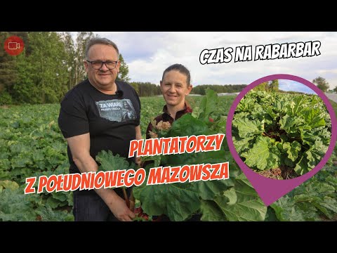 Plantatorzy z południowego Mazowsza: Czas na rabarbar