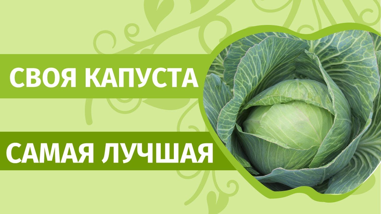 Готовимся к посадке капусты. Своя капуста от семян до засолки.