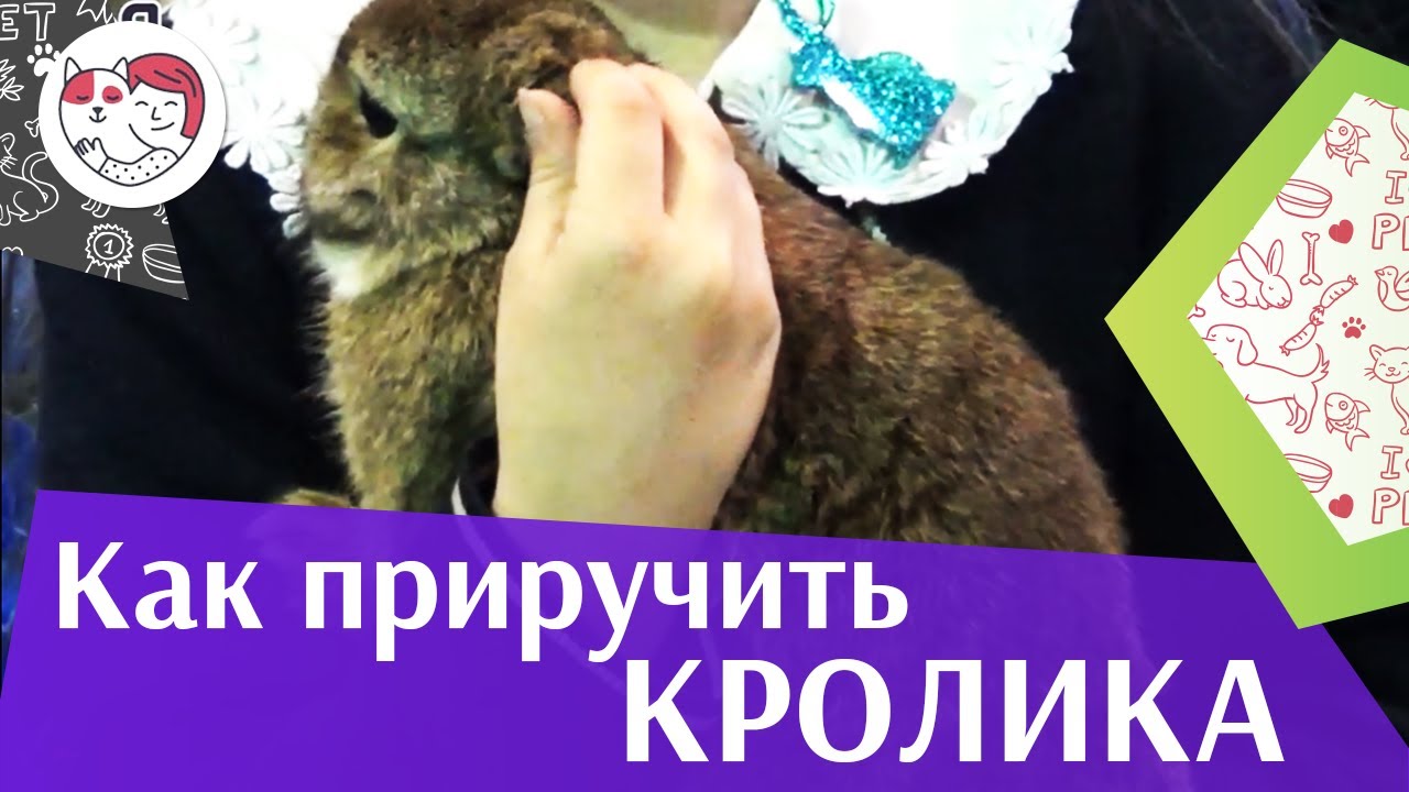Как приручить кролика: советы на ilikepet