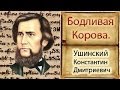 Бодливая корова. 