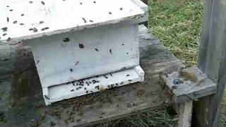 preview picture of video 'New Bees at the Blueberry Patch Farm'