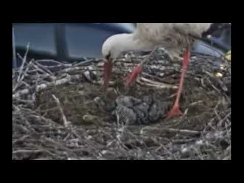 Stork mom disposes all chicks in the nest