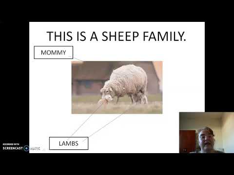 Class 22: Baby animals - part 1