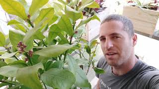 מדשנים את עץ הלימון שלנו בגינה