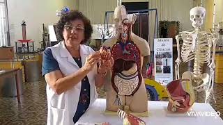 Corpo Humano: Posição dos Órgãos