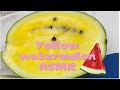 Yellow Watermelon ASMR