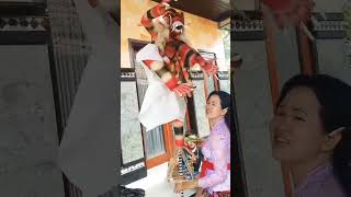 Download lagu GADIS BALI DAN OGOH OGOH MINI UNIK ! #shortsvideo mp3