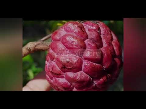 Know me - custard apple /seetha pazham/ram seetha/mul seetha fruit.