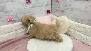 ハーフ犬の動画01