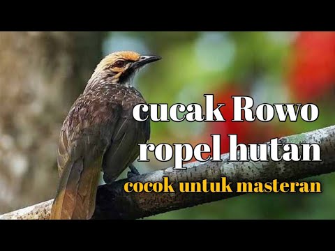 cucak Rowo ropel gacor || ropel hutan cocok untuk masteran