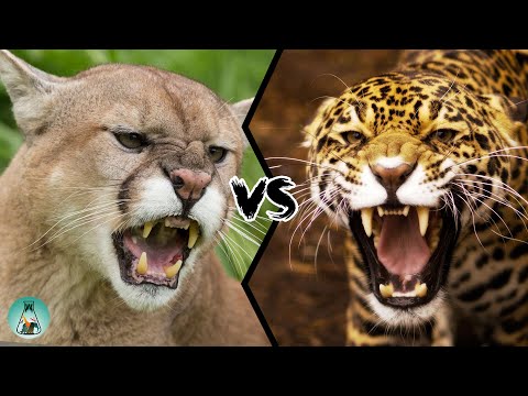 COUGAR VS JAGUAR - Who will win?
