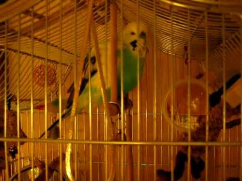 Mirakel - Nalle pratar igen