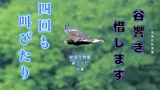 幼鳥迫る,食後の飛翔を孤高に愉しむYoung birds approach, enjoying the solitary flight after a meal
