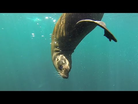 Seal Snorkeling and Swimming - Hout Bay Capetown South Africa - Animal Ocean