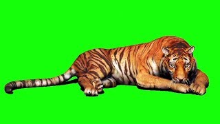 Tiger green screen
