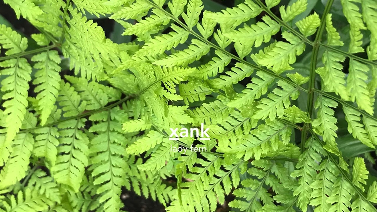 x̱anḵ (lady fern)