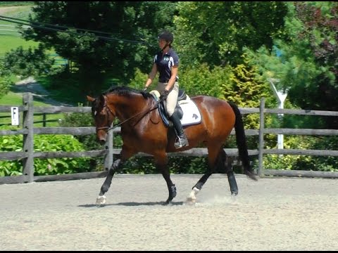 Destiny ISF at Iron Spring Farm. SOLD!